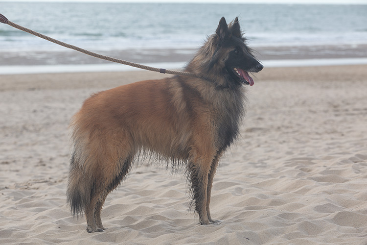 Wandeling Zoutelanden